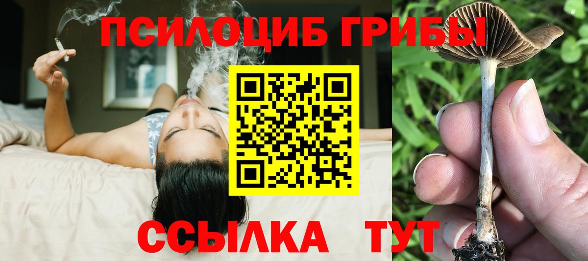 Шелехов  Псилоцибиновые грибы Cubensis  Вход с VPN 
